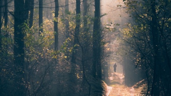 Sunlit pine forest